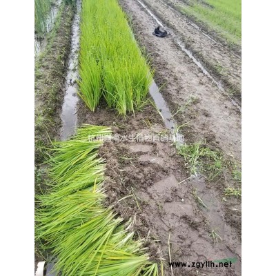 红花檵木地栽苗色块苗小毛球