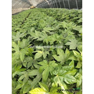 供应水生植物梭鱼草