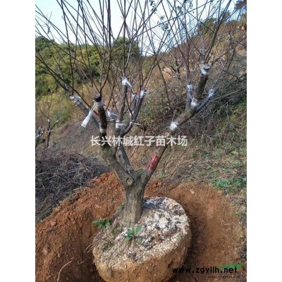 浙江提供8公分朴树