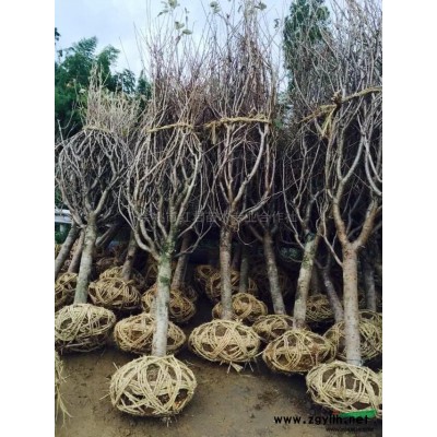 樱花装车图片\樱花装车现场