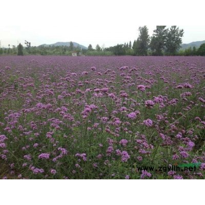 紫色玫瑰花2图片\紫色玫瑰花2报价