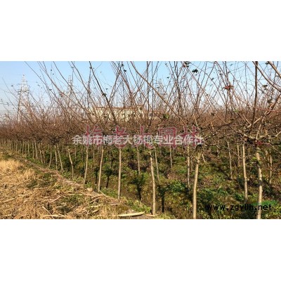 供应冠幅2.5米，高2.5米以上杨梅树500棵！
