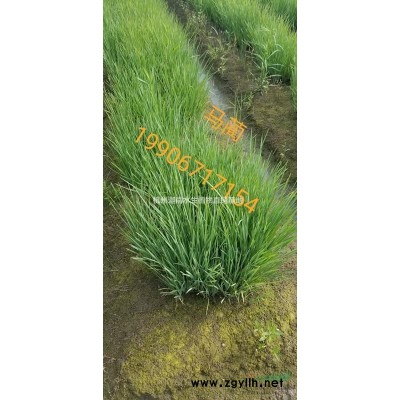 水生植物香蒲供应