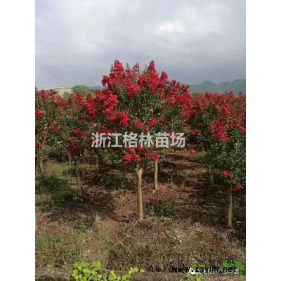 红梅\精品红梅\红梅价格