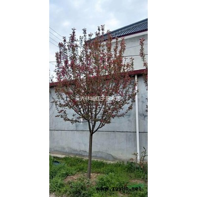 浙江长兴林城提供14公分香樟，量大品质优