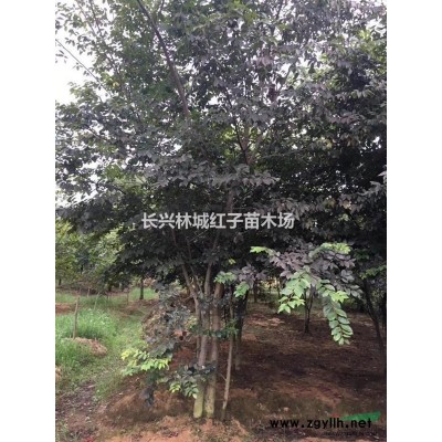 浙江泗安香樟树