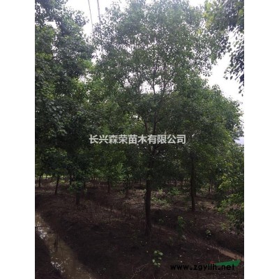 湖州桂花树，桂花小苗