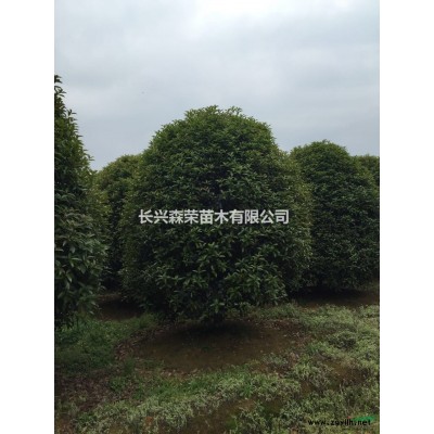 浙江朴树低价供应，朴树