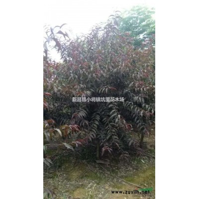 浙江红白玉兰2介绍