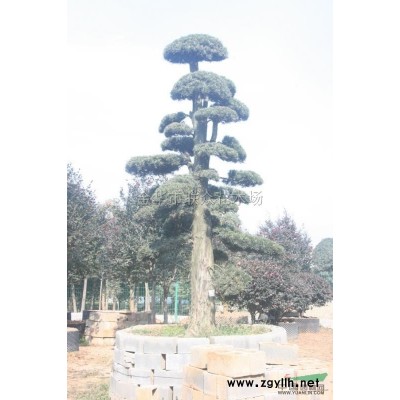 金华红叶石楠的寓意是什么