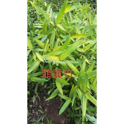 美女樱