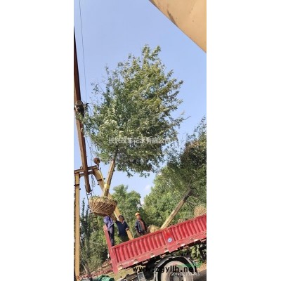 低价供应原生/拼植30-40-50-60丛生三角枫3-5杆