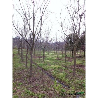 樱花基地*新价格/樱花基地报价