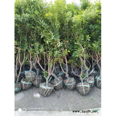 浙江 杨梅树  东魁 嫁接苗  移栽 杨梅苗