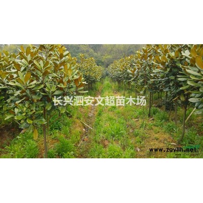 浙江长兴长期供应15公分精品朴树上车价格图片