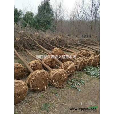 浙江长兴出售1.5米高嫁接红梅（骨里红）当年嫁接红梅苗,青梅