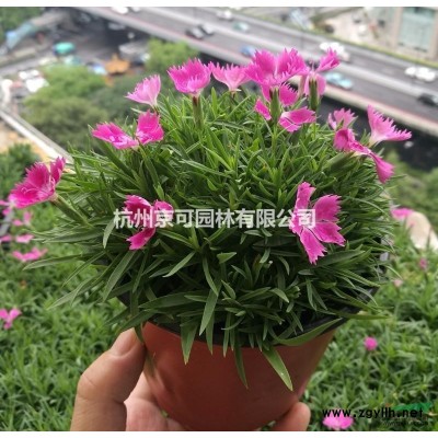 精品黄金枸骨二加仑苗