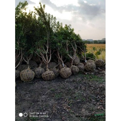 浙江 哪里的杨梅树便宜