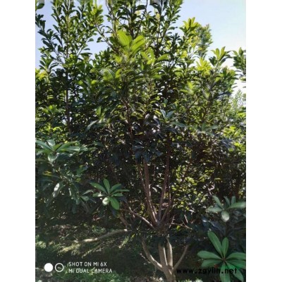 杨梅种苗/一年生荸荠种杨梅树苗/地径1cm粗嫁接