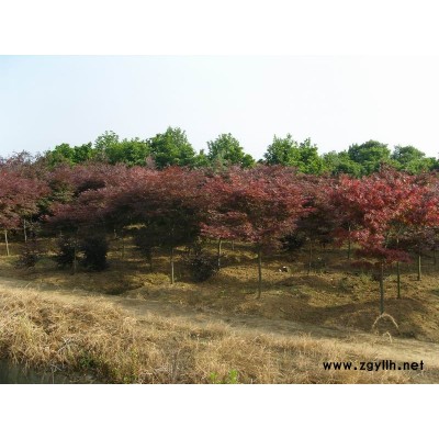 桂花