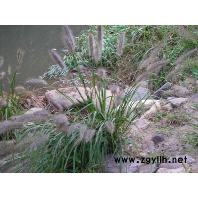 醉鱼草、沿阶草