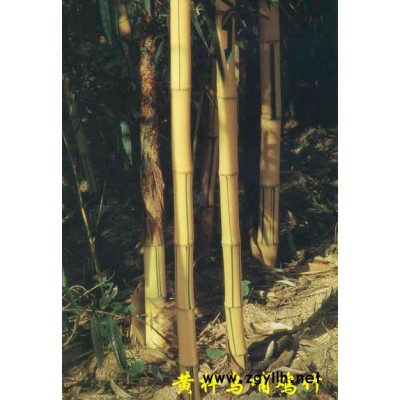 各类竹子