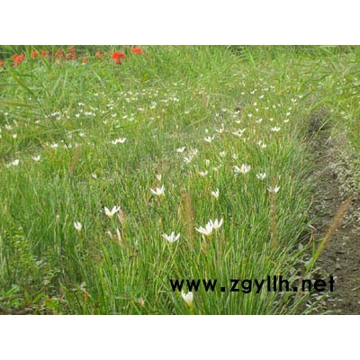 千屈菜、花叶芦竹