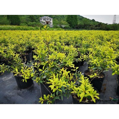 供黄金枸骨工程苗500万株
