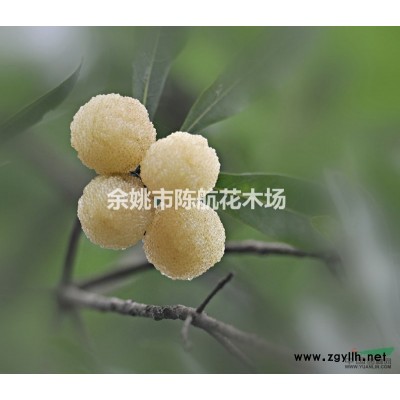 杨梅苗 三年生/荸荠种杨梅树/地径3cm粗 已嫁接