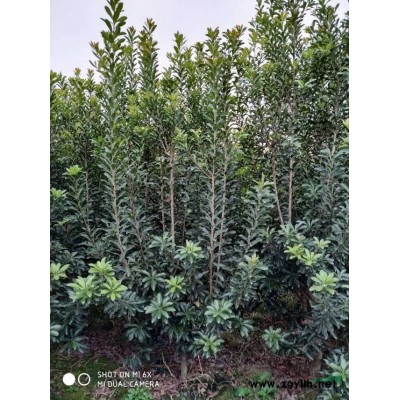 浙江余姚 荸荠种 杨梅 杨梅树 新报价