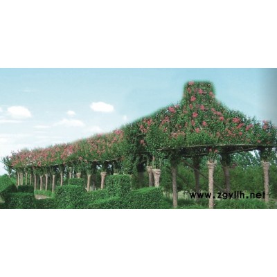 植物建筑造型