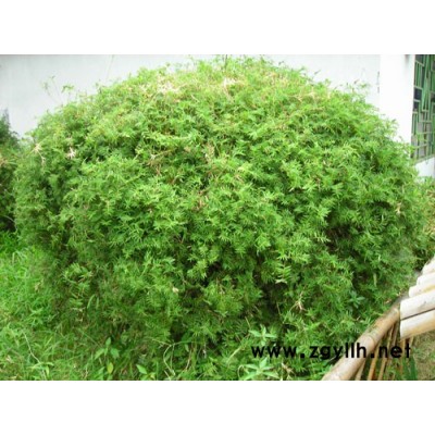 雨久花、火炬花、茵草