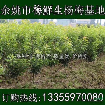 浙江 余姚 杨梅树 大树荸荠种/嫁接苗 移栽苗 杨梅苗