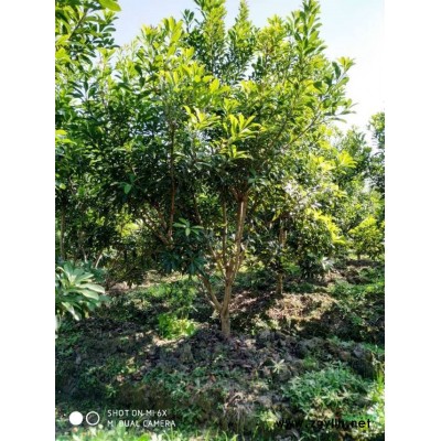 浙江 杨梅苗 移栽工程苗 已嫁接 杨梅树 景观苗