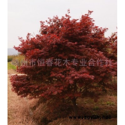 红花木连