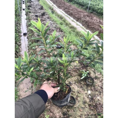 浙江香泡8—30公分/香泡400元起/金华香泡价格/浙江自己苗圃香泡树价格批发/供应