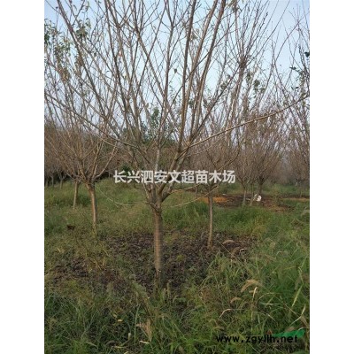 长兴供应3米/3.5米/4/5米蓬容器精品杨梅上车价格及图片