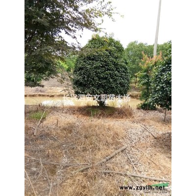 浙江长兴长期低价供应8-20公分精品垂柳上车价格及图片