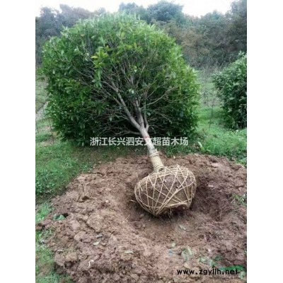 浙江长兴低价供应正宗原生娜塔栎8-16公分