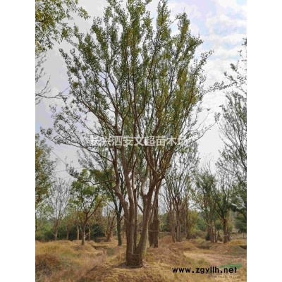 浙江长兴低价供应12到25公分精品红榉树工程榉树大量供应