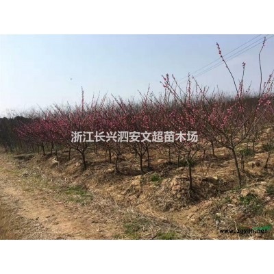 供应假植/移栽丛生/多枝/多杆精品原生朴树