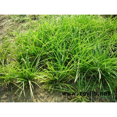 专业供应各类竹子、观赏竹、竹苗、竹种