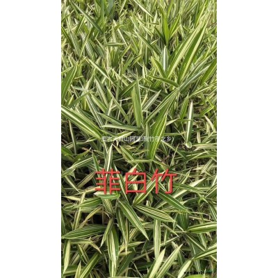 宽叶麦冬(书带草)
