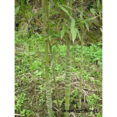 南天竹、玉簪、红花酢浆草
