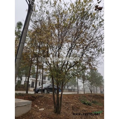 浙江长兴供应原生拼种5-15公分4-6杆精品丛生/ 多干朴树