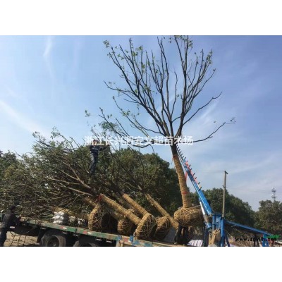 浙江长兴供应14,15公分两年到四年嫁接红梅（骨里红）