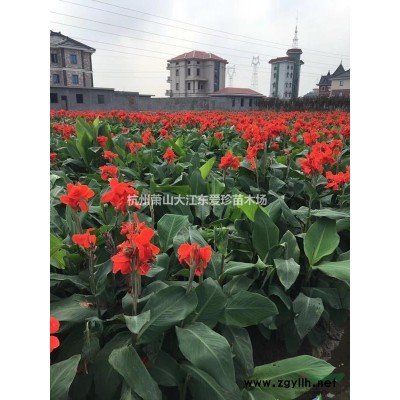 麦冬草，主营萧山麦冬草
