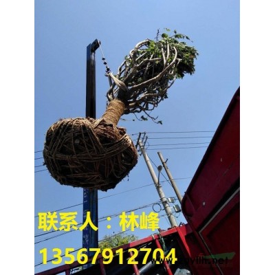 日本晚樱*便宜的地方