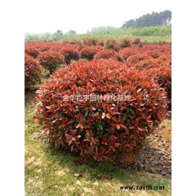 红叶石楠大杯苗40-60公分供应商