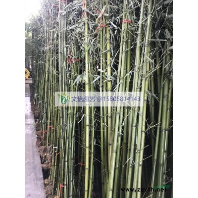 常夏石竹-多种花色